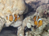 Clownfish & Clean Up Crew